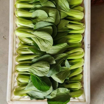 精品上海青上海青