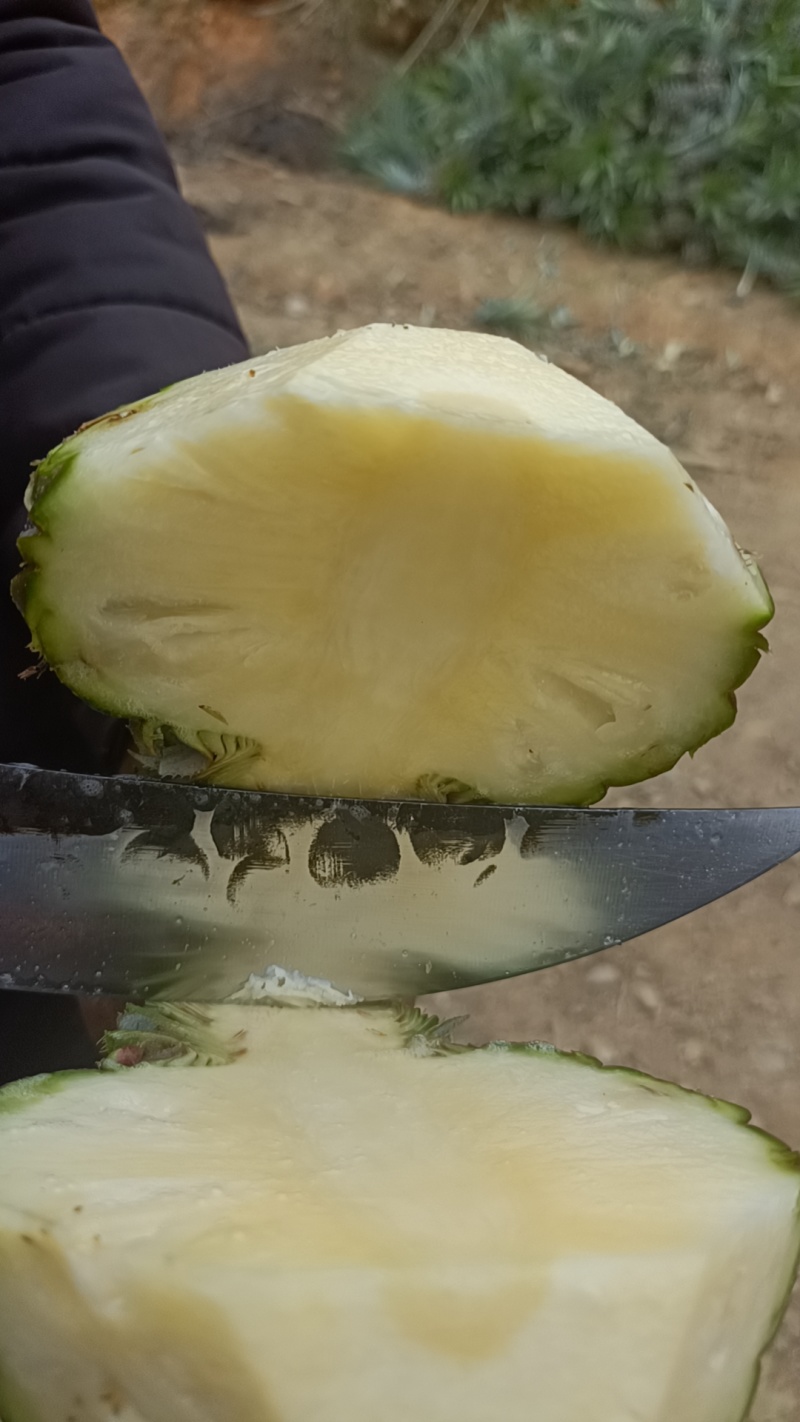 云南香水菠萝大量上市。产地一手货源。市场电商工厂货