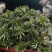 云南香水菠萝大量上市。产地一手货源。市场电商工厂货