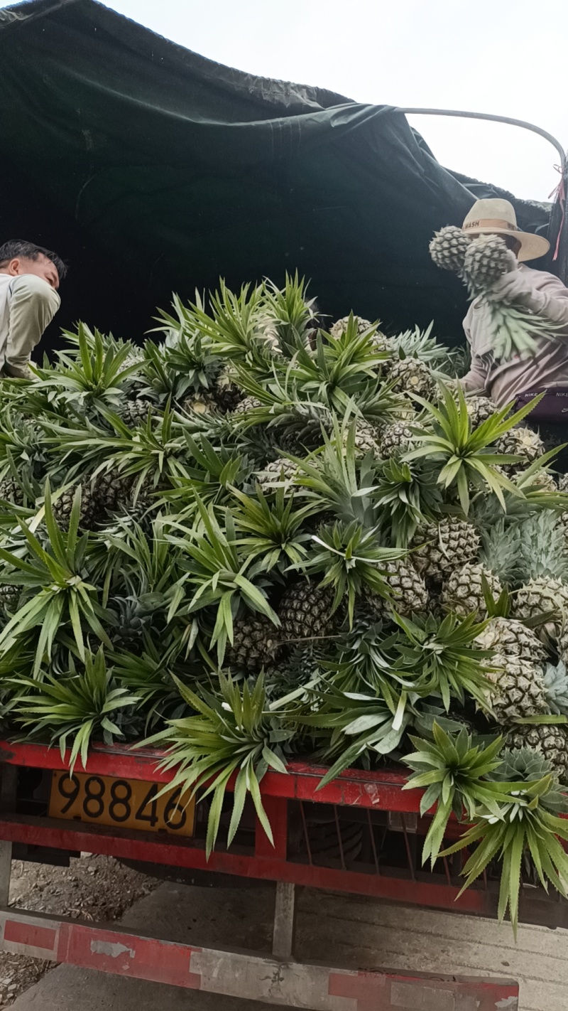 云南香水菠萝大量上市。产地一手货源。市场电商工厂货
