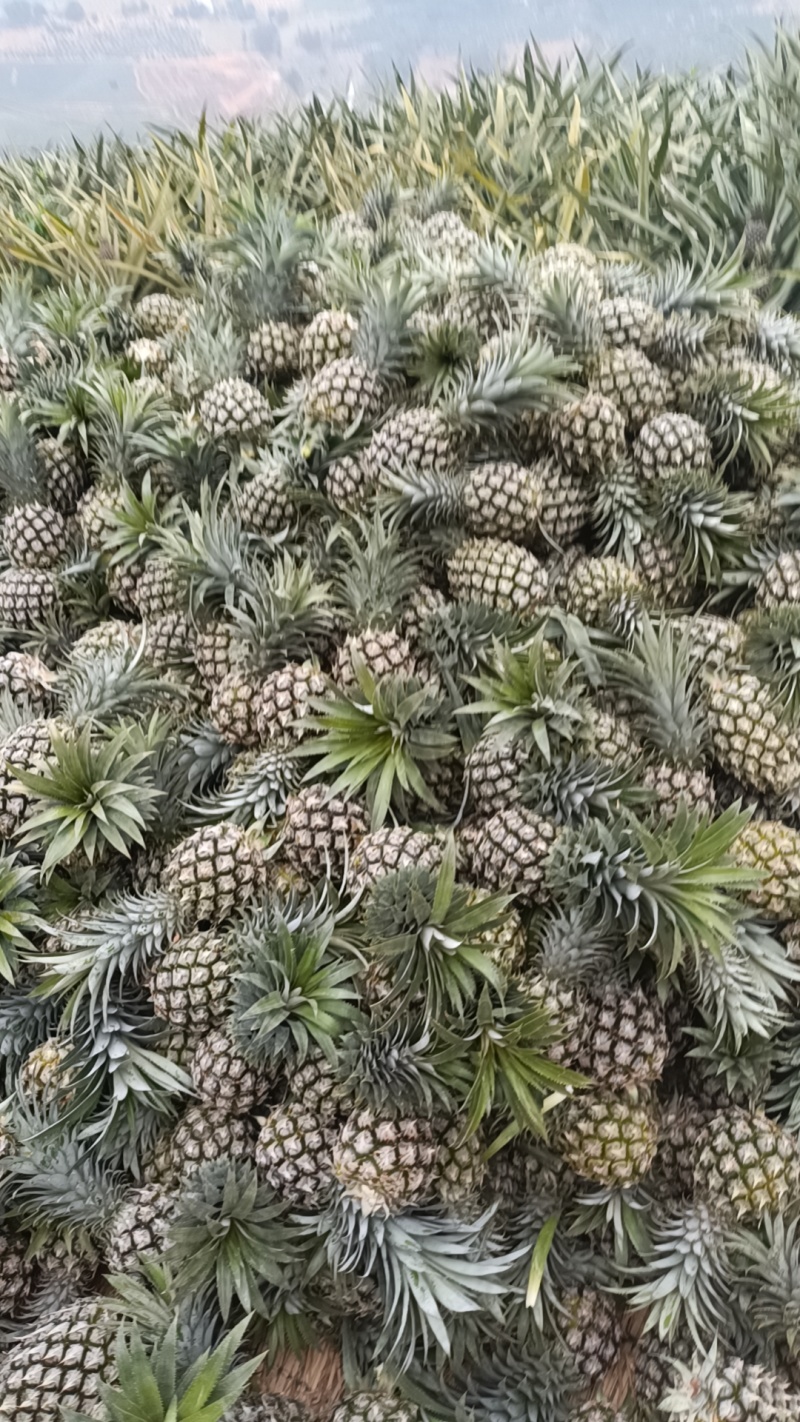 云南香水菠萝大量上市。产地一手货源。市场电商工厂货
