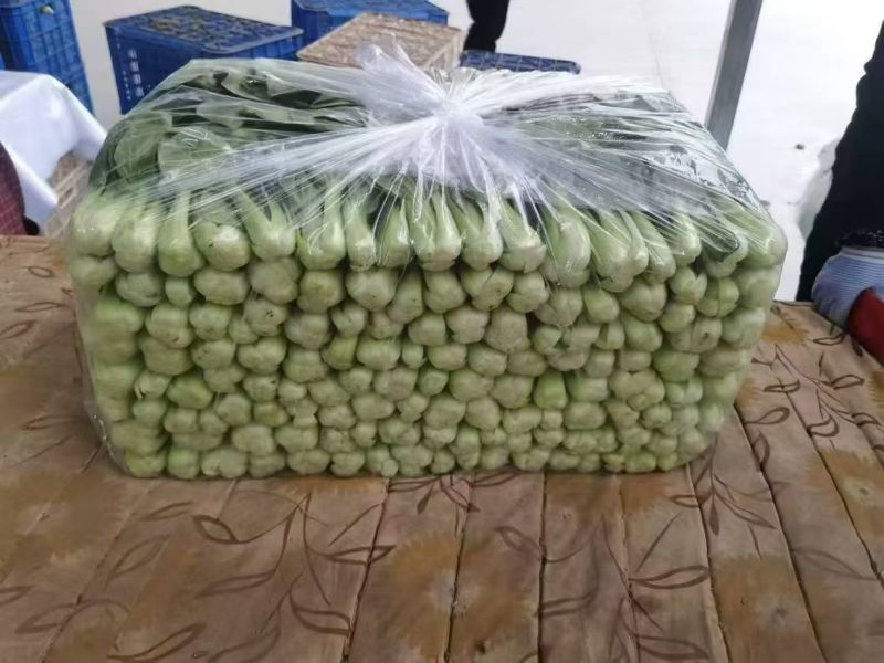 精品上海青上海青