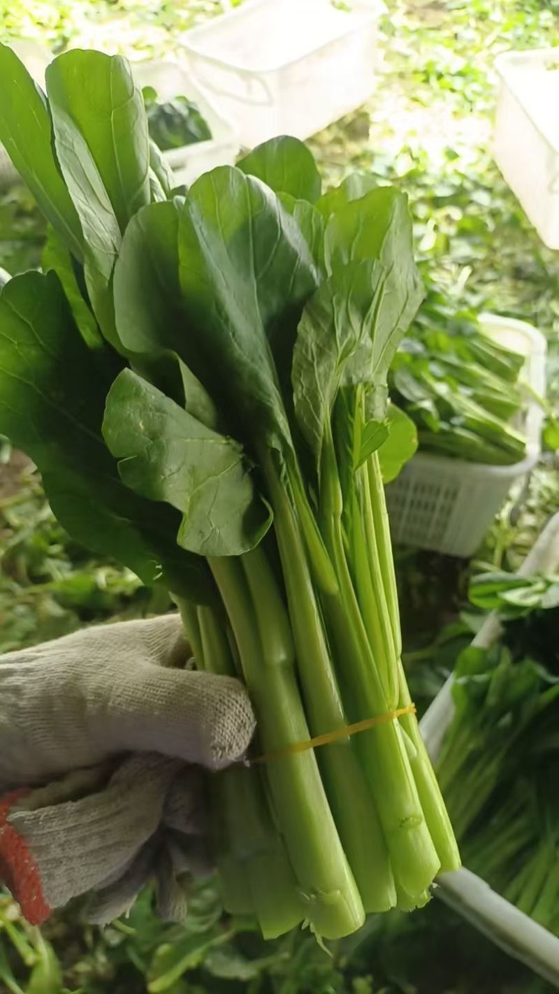 精品菜心