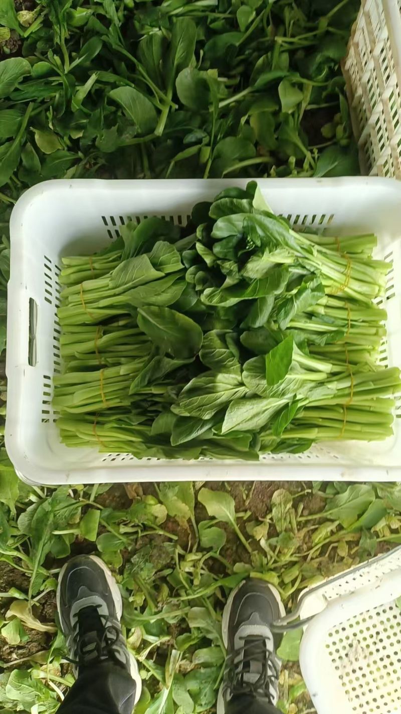 精品菜心