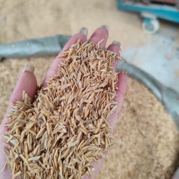 过筛净壳酒厂专用，米厂直供常年有货，量大从优