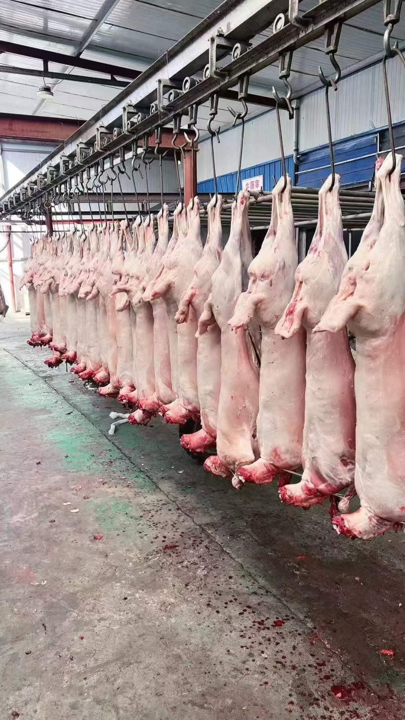 羊肉羊白条羊酮体羊腔子烤全羊白条羊厂家批发