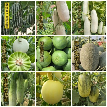 甜瓜苗甜瓜直播苗甜瓜嫁接苗博洋九绿宝羊角蜜，苗场直发