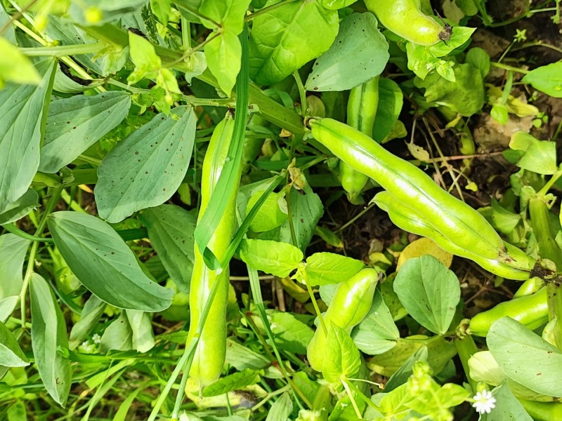 福建蚕豆开始上市
