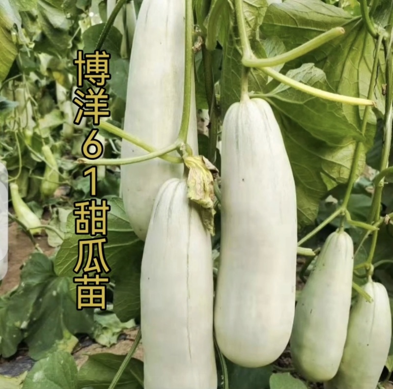 甜瓜苗甜瓜直播苗甜瓜嫁接苗博洋九绿宝羊角蜜，苗场直发
