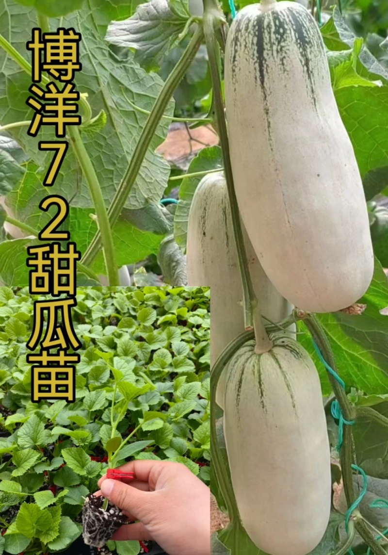 甜瓜苗甜瓜直播苗甜瓜嫁接苗博洋九绿宝羊角蜜，苗场直发