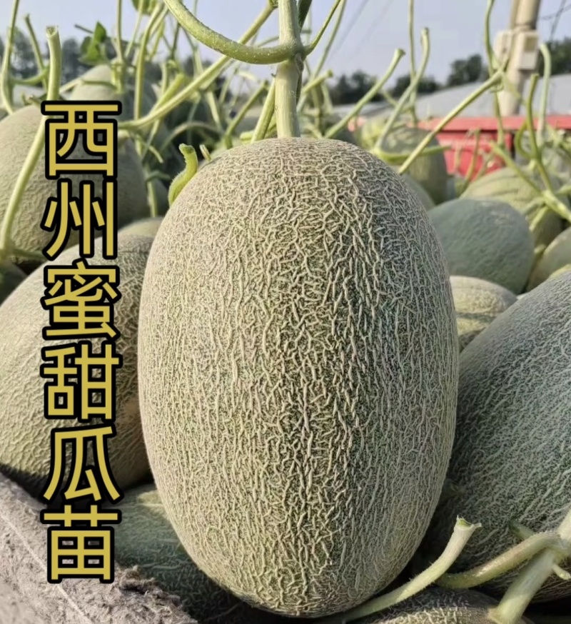 甜瓜苗甜瓜直播苗甜瓜嫁接苗博洋九绿宝羊角蜜，苗场直发