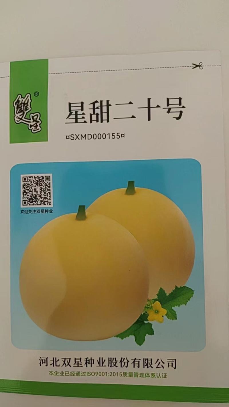 甜瓜苗甜瓜直播苗甜瓜嫁接苗博洋九绿宝羊角蜜，苗场直发