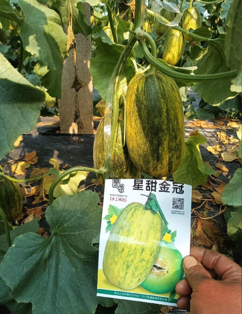 甜瓜苗甜瓜直播苗甜瓜嫁接苗博洋九绿宝羊角蜜，苗场直发