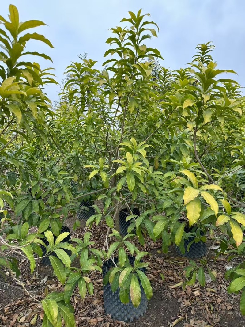 养冠黄晶果树