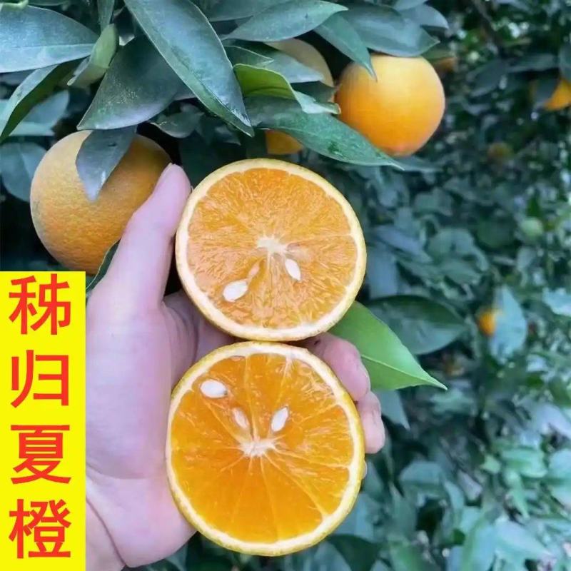 精品夏橙服务周到无斑点无烂果欢迎采购