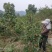 山茶油古法酿造纯手工正宗一级压榨无添加优质