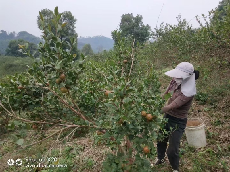 山茶油古法酿造纯手工正宗一级压榨无添加优质