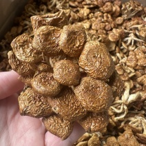 中国食用菌之都福建古田田源滑子菇菇蕾通货批发