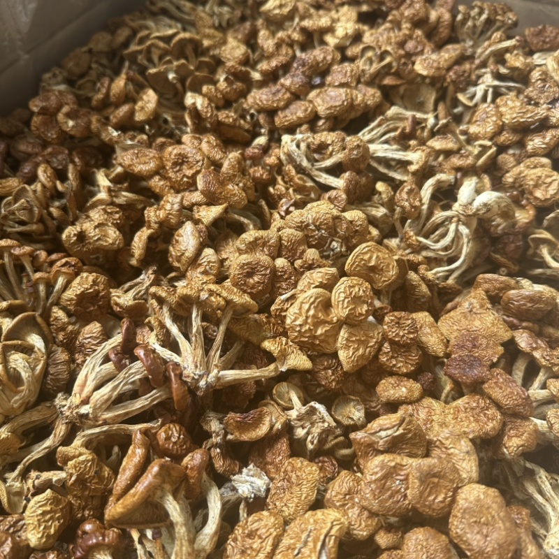 中国食用菌之都福建古田田源滑子菇菇蕾通货批发