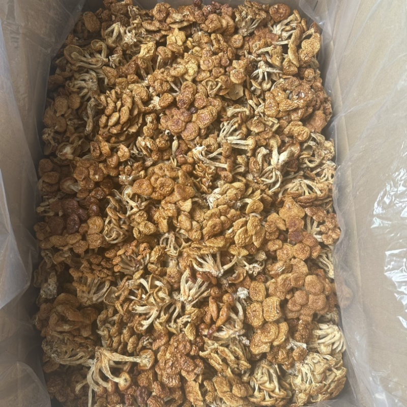 中国食用菌之都福建古田田源滑子菇菇蕾通货批发