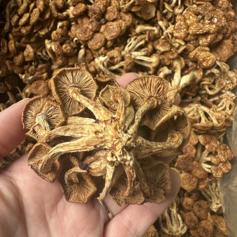 中国食用菌之都福建古田田源滑子菇菇蕾通货批发
