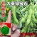 开科源12大荚绿宝石毛豆种子中熟大荚粒粒饱满抗病丰产春夏