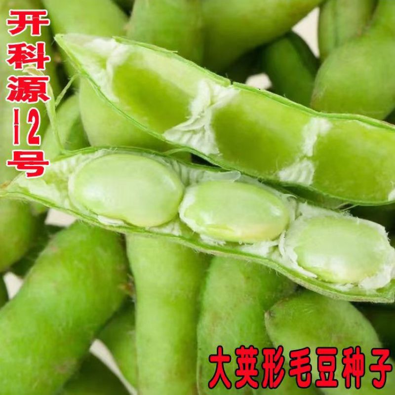 开科源12大荚绿宝石毛豆种子中熟大荚粒粒饱满抗病丰产春夏