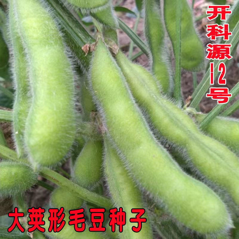 开科源12大荚绿宝石毛豆种子中熟大荚粒粒饱满抗病丰产春夏