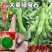 开科源12大荚绿宝石毛豆种子中熟大荚粒粒饱满抗病丰产春夏