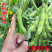 开科源12大荚绿宝石毛豆种子中熟大荚粒粒饱满抗病丰产春夏