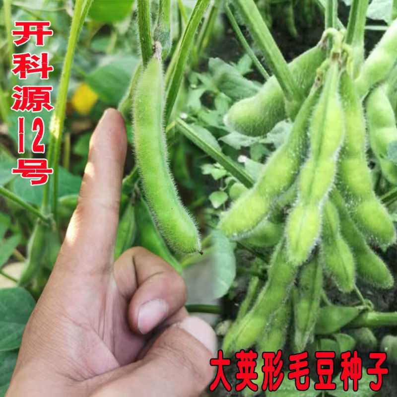 开科源12大荚绿宝石毛豆种子中熟大荚粒粒饱满抗病丰产春夏