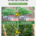 地变果满生根肥哈茨木聚糖型生根肥含腐植酸水溶肥料蔬果可用
