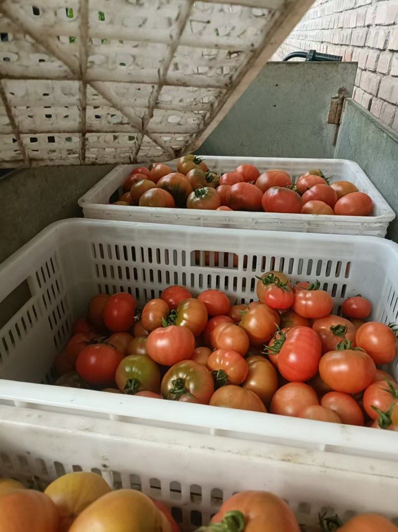 铁皮西红柿基地直供，量大从优，规格齐全，可视频看货发全国
