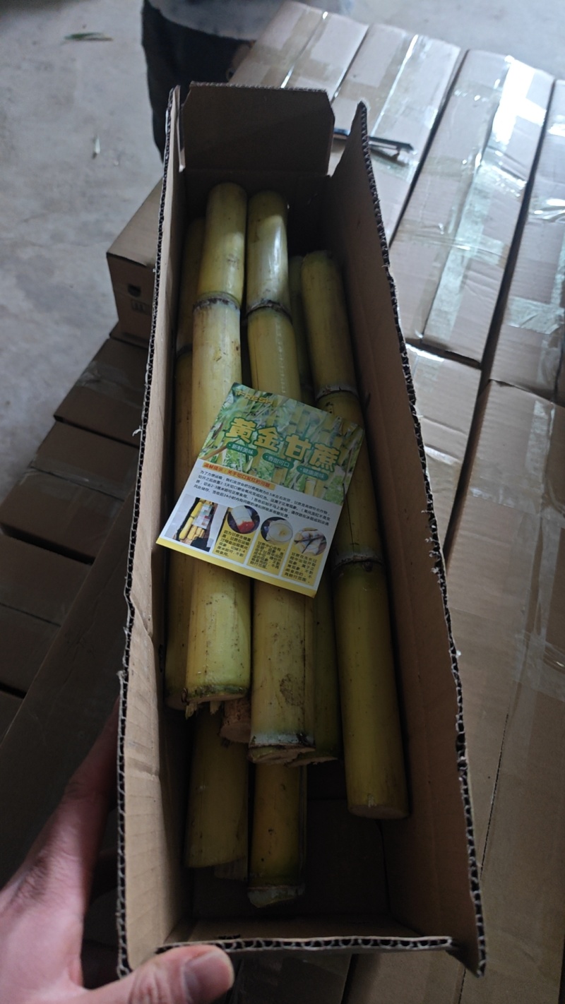 正宗云南黄金现砍甘蔗新鲜当季水果黄皮黑皮薄皮青皮多汁批发