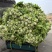 宁波慈溪雪菜五毛一斤浙江宁波慈溪西三本地雪菜大户