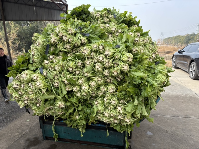 宁波慈溪雪菜五毛一斤浙江宁波慈溪西三本地雪菜大户