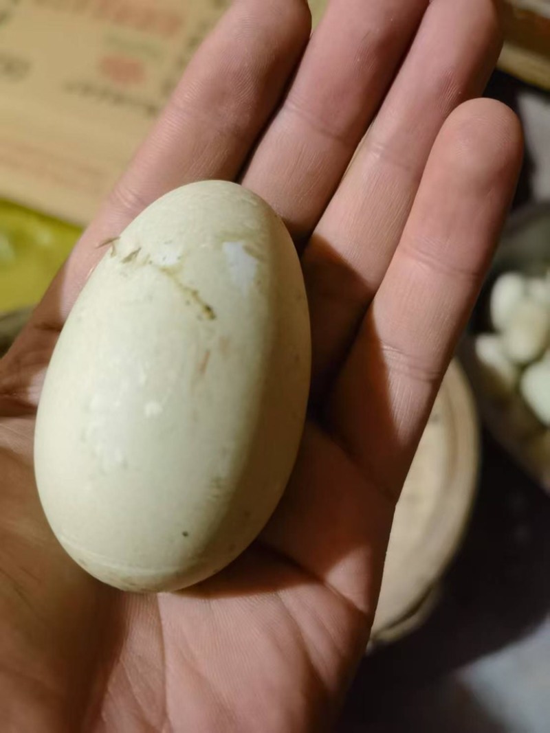 鸭蛋新鲜生鸭蛋绿壳青皮红心鸭蛋微山湖正宗散养麻鸭蛋土鸭蛋