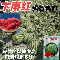 美都西瓜种子汴南红西瓜大果麒麟瓜红瓤耐裂甜脆改良8424