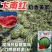 美都西瓜种子汴南红西瓜大果麒麟瓜红瓤耐裂甜脆改良8424