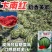 美都西瓜种子汴南红西瓜大果麒麟瓜红瓤耐裂甜脆改良8424