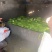 宁波慈溪雪菜五毛一斤浙江宁波慈溪西三本地雪菜大户