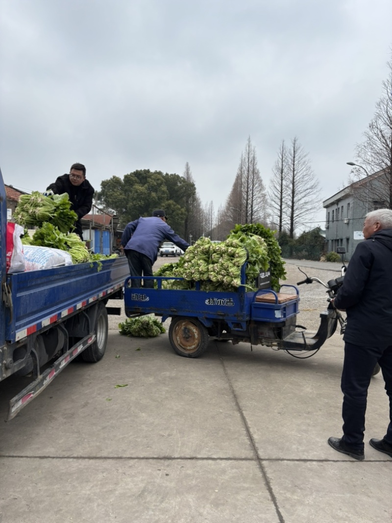 宁波慈溪雪菜五毛一斤浙江宁波慈溪西三本地雪菜大户