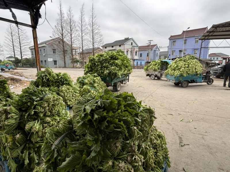 宁波慈溪雪菜五毛一斤浙江宁波慈溪西三本地雪菜大户