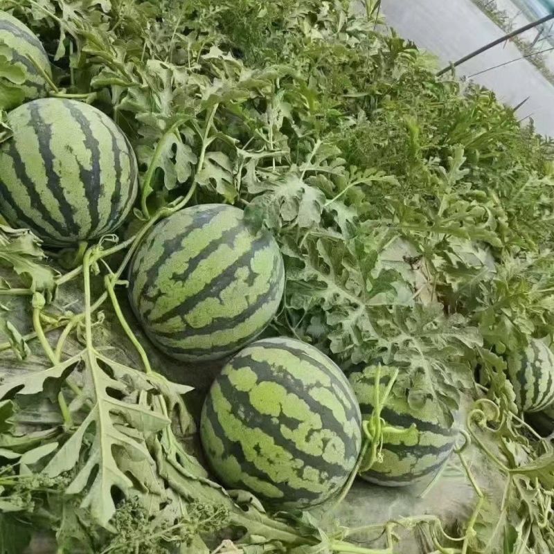 美红2号西瓜种子美都西瓜皮薄耐裂改良8424甜脆红瓤圆麒