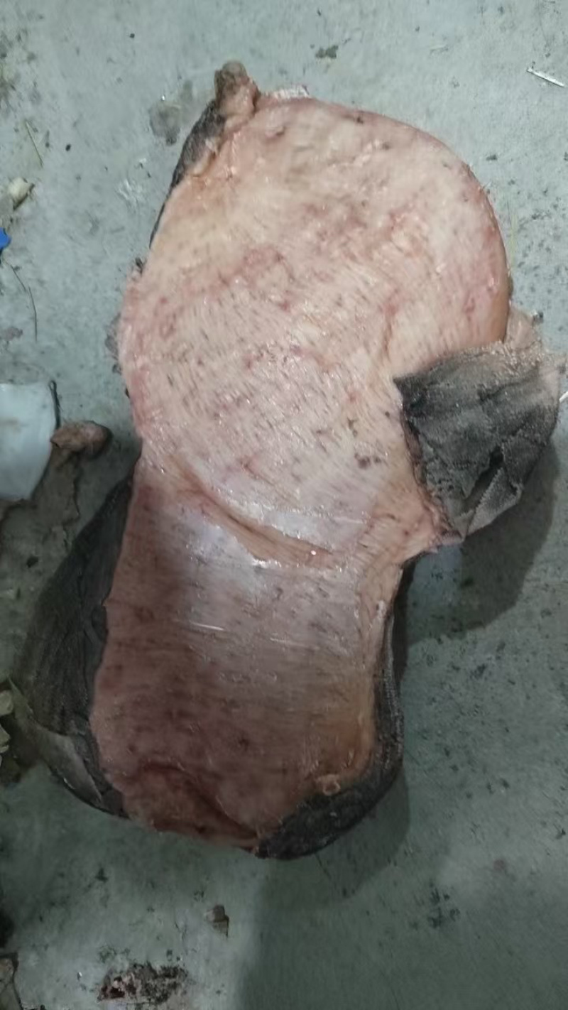 长期供应冻鲜百叶，电话***********