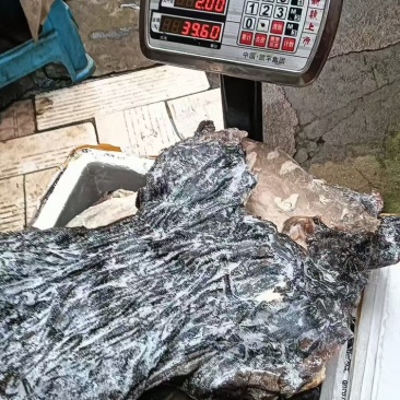 长期供应冻鲜百叶，电话***********