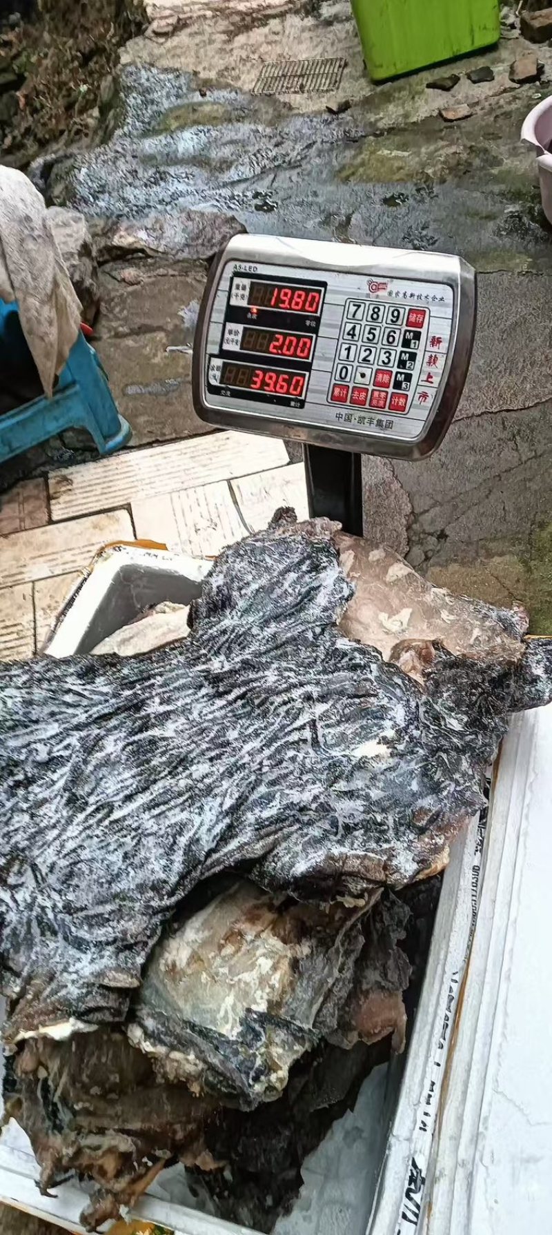 长期供应冻鲜百叶，电话***********