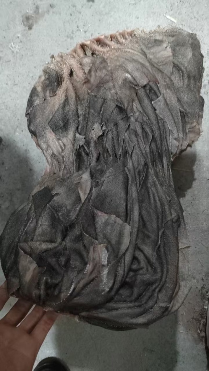 长期供应冻鲜百叶，电话***********