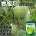 香蜜尔甜翠宝甜瓜种子绿宝石甜瓜种子日本甜宝薄皮香瓜大田基