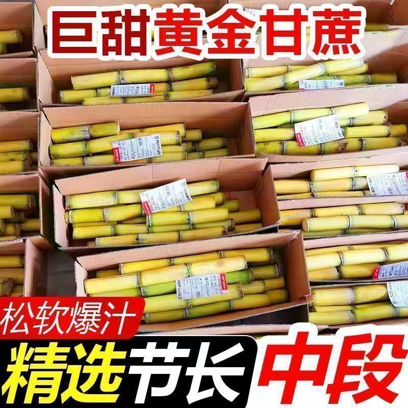 【一件代发】正宗云南黄金甘蔗新鲜当季水果现砍手撕甘蔗